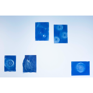 Jens Sundheim<br>《unique cyano type prints》006